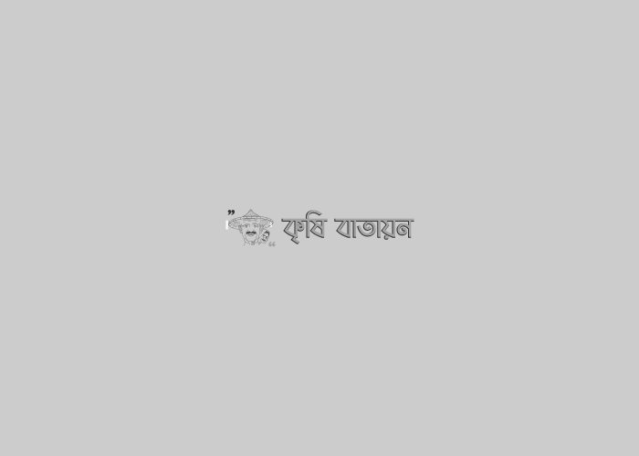 বন্যাকবলতি এলাকার জন্য আপদকালীন রোপা আমন ধানরে চারা উৎপাদন পদ্ধতি